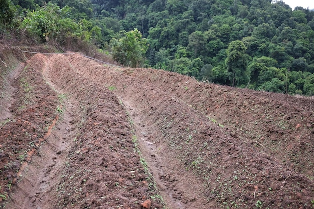 Boeren bereiden het land voor door de bodem te bewerken voor landbouw en het verbouwen van rijstvelden in Thailand