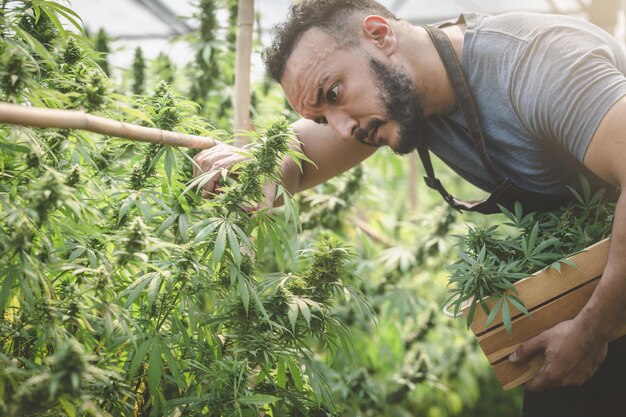 Foto boeren die cannabis verzamelen in zijn reclame