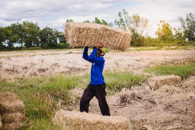 Boeren dragen rijststro in de velden