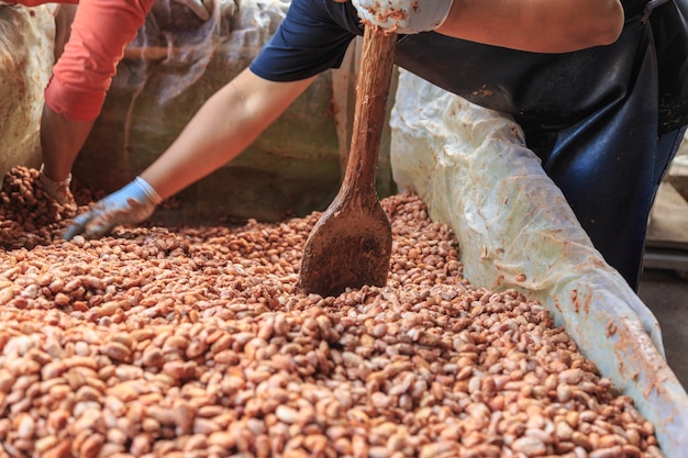 Boeren fermenteren cacaobonen om chocolade te maken.