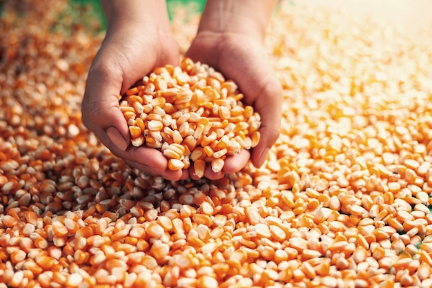 Boeren gebruiken hun handen om de maïskorrels vast te pakken om maïs te inspecteren