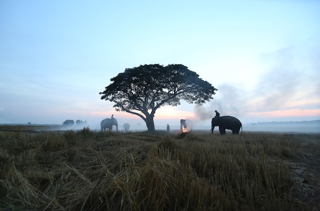 Boeren in Thailand. Thailand platteland; Silhouetolifant op de achtergrond van zonsondergang, olifant Thai in Surin Thailand.