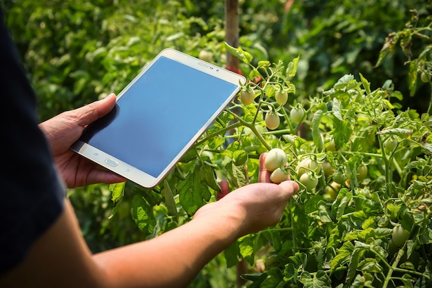 Foto boeren inspecteren tomaten die bijna gaar zijn en wachten op de oogst op de boerderij.