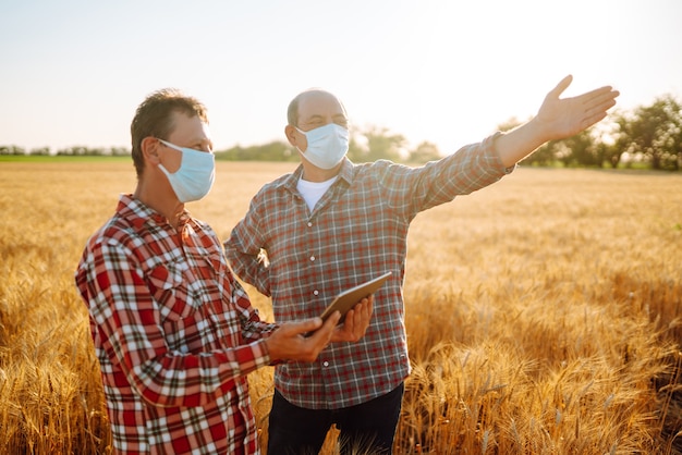 Boeren met steriele medische maskers bespreken landbouwkwesties op een tarweveld. Agro-business. Covid19.
