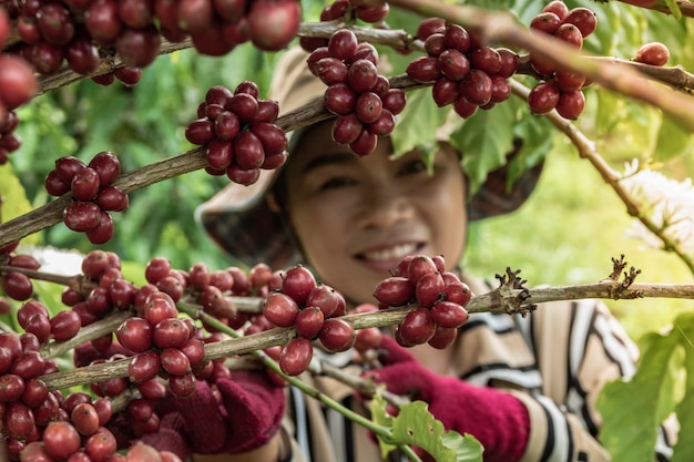 boeren oogsten de koffieplantages van de familie