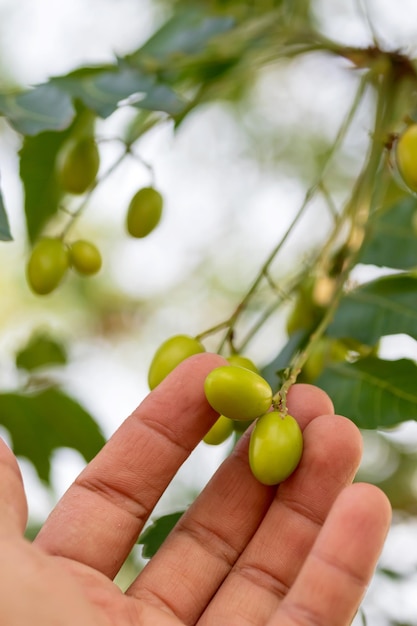 Boeren oogsten neemzaden en gebruiken ze goed