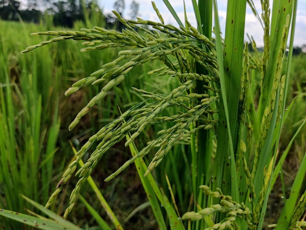 Boeren oogsten rijst in het rijstveld van bangladesh