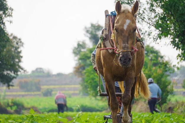 Foto boeren werken op een veld met behulp van een handmatige ploeg op paarden getrokken