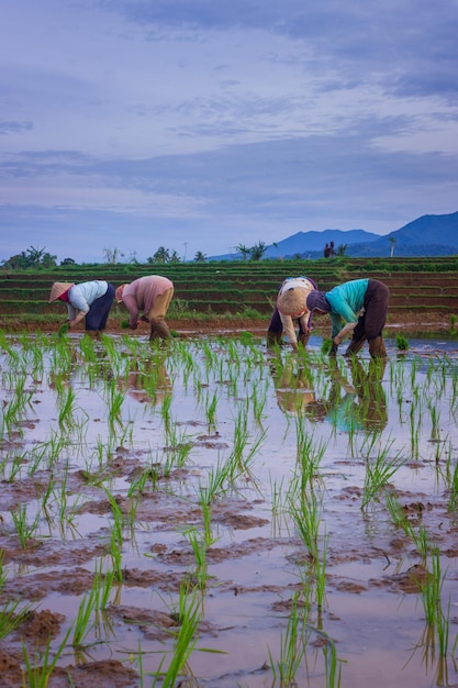boeren werken samen om 's ochtends rijst te planten in de velden aan de voet van de berg