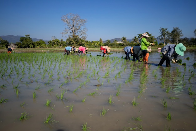 Boeren zijn rijst aan het kweken op een oude manier