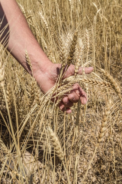 Boerenhand die tarweoren vasthoudt