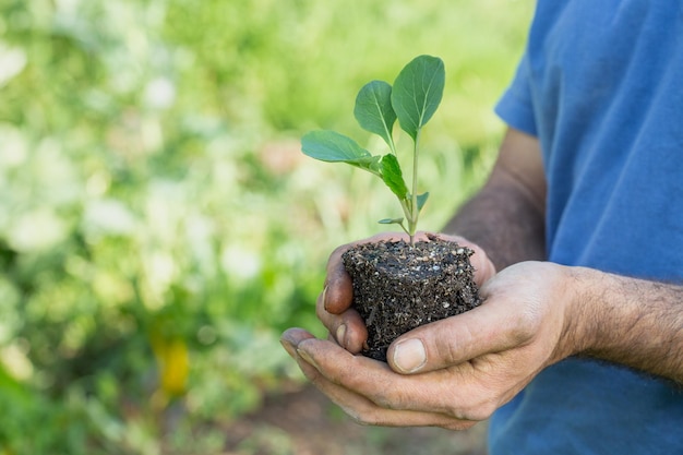 boerenhand met een zaailing Farm to table-concept