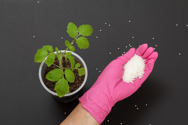 Boerenhand met kunstmest voor jonge tomatenplant