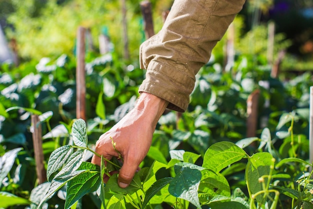 Boerenhand raakt landbouwgewassen close-up Groenten kweken in de tuin Oogstverzorging en -onderhoud Milieuvriendelijke producten