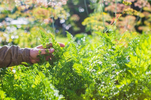 Boerenhand raakt landbouwgewassen close-up Groenten kweken in de tuin Oogstverzorging en -onderhoud Milieuvriendelijke producten