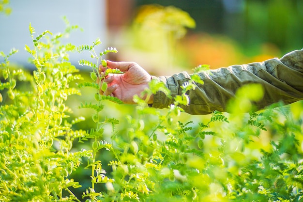 Boerenhand raakt landbouwgewassen close-up Groenten kweken in de tuin Oogstverzorging en -onderhoud Milieuvriendelijke producten