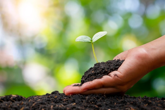 Boerenhanden die jonge boompjes op de grond planten en groene achtergrond vervagen met bebossing en sociaal bebossingsconcept