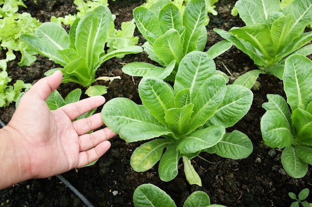 Boerenhanden houden biologische groene saladegroenten op het perceel. Concept van gezond eten, niet-giftig voedsel, groeiende groenten om thuis te eten