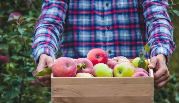 Boerenhanden met doos met verse rijpe biologische appels op de boerderij