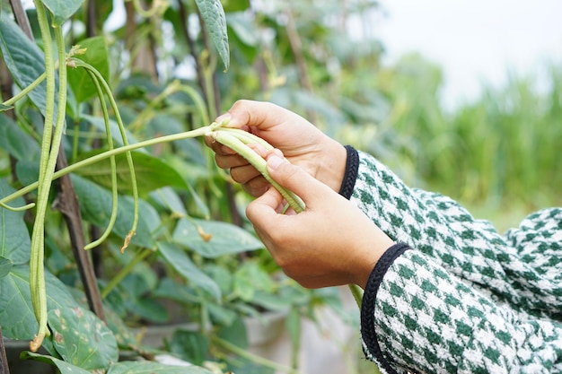 Boerenhanden onderzoeken linzen in de tuin