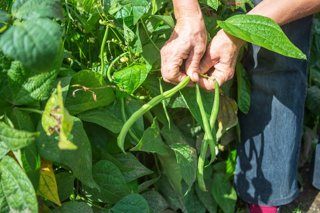 Boerenhanden oogsten bonen in de tuin. Het oogsten van gezond voedselconcept.