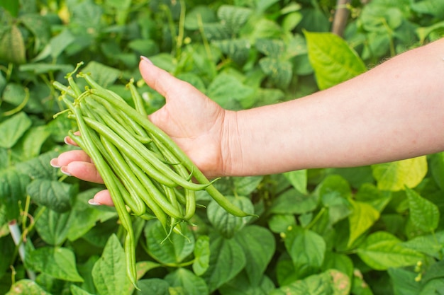 Boerenhanden oogsten bonen in de tuin Oogstend gezond voedselconcept