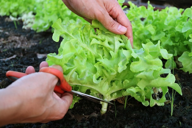 Boerenhanden oogsten groene eiken sla door te snijden met een schaar