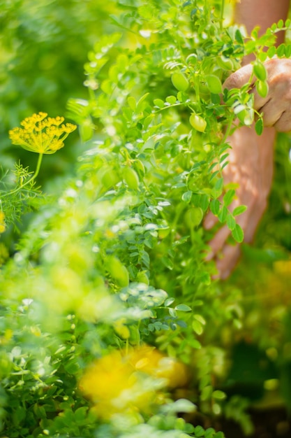 Boerenhanden oogsten oogst van kikkererwten in de tuin plantagewerk herfstoogst en gezond biologisch voedselconcept close-up met selectieve focus