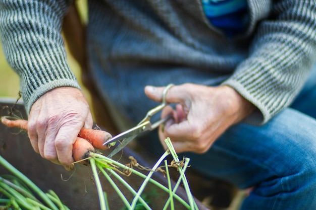 Boerenhanden oogsten wortel in de tuin Plantagewerk Herfstoogst en gezond biologisch voedselconcept close-up met selectieve focus