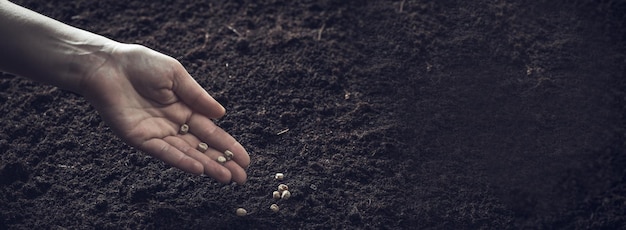 Boerenhanden planten zaden in de grond Zaaien in de volle grond