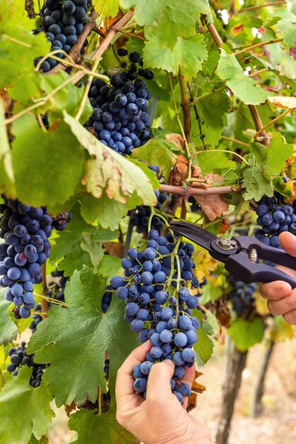 Boerenhanden snijden rode druiven met een snoeischaar van een wijnstok tijdens de wijnoogst