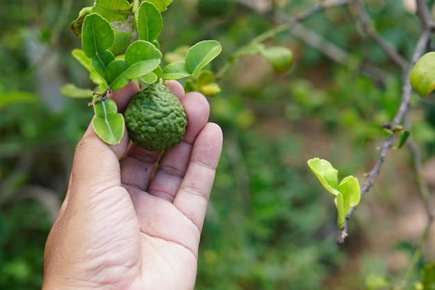 Boerenhanden verzamelen kaffir limoen in de boom