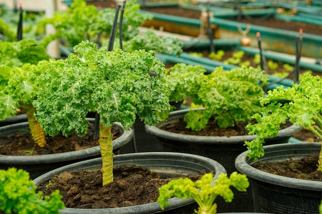 Boerenkool op natuurlijke biologische boerderij en is een van de gezondste groenten die er bestaan