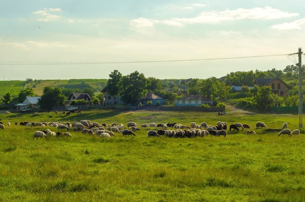 boerenlandschap