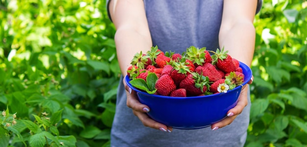 Boerenmeisje met vers geplukte aardbeien in haar handen selectieve aandacht