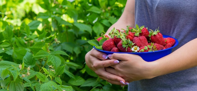 Boerenmeisje met vers geplukte aardbeien in haar handen Selectieve aandacht