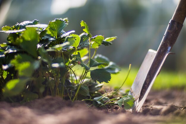 Boerentuingereedschap Tuinconcept Landbouwwerkzaamheden op de plantage