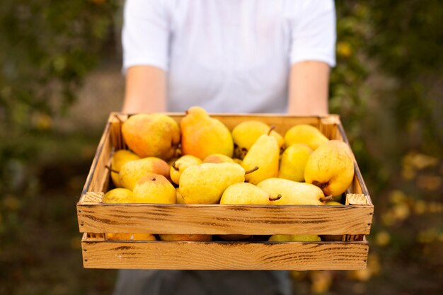 Boerenvrouw met houten kist vol verse rauwe peren in de tuin Mand met fruit in handen
