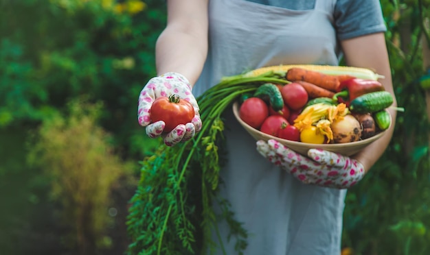 Boerenvrouw oogst groenten in de tuin Selectieve aandacht