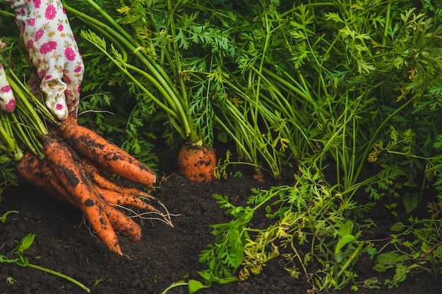 Boerenvrouw oogst wortelen in de tuin selectieve aandacht