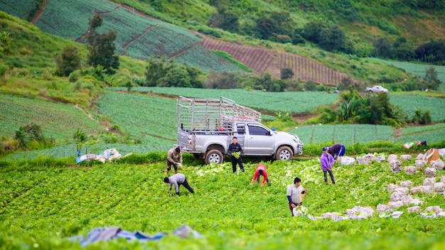 boerenwerk in het koolveld op de berg Phu Thap Boek