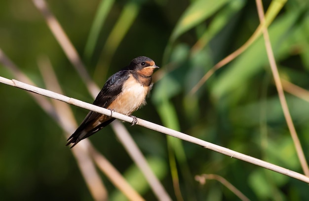 Boerenzwaluw Hirundo rustica Een vogel zit op een rietstengel bij het water