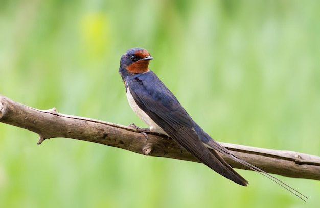 Boerenzwaluw Hirundo rustica In de vroege ochtend zit een vogel op een droge tak