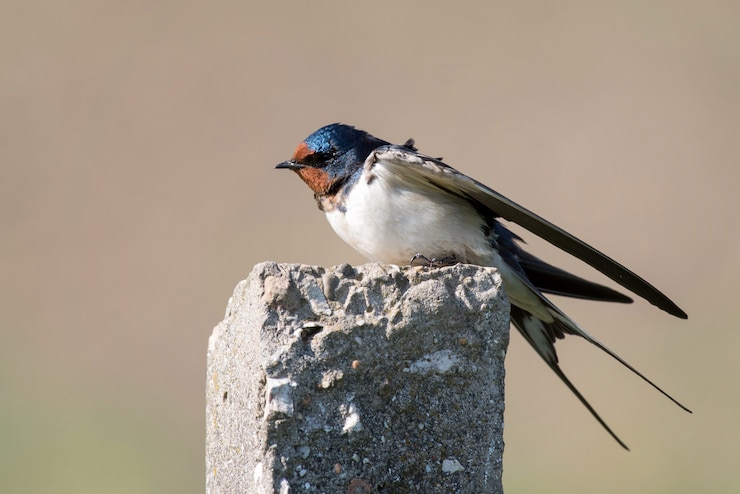 Boerenzwaluw Hirundo rustica zittend op een betonnen pilaar