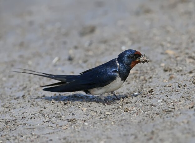 Boerenzwaluw verzamelt op de oever bouwmateriaal voor een toekomstig nest.