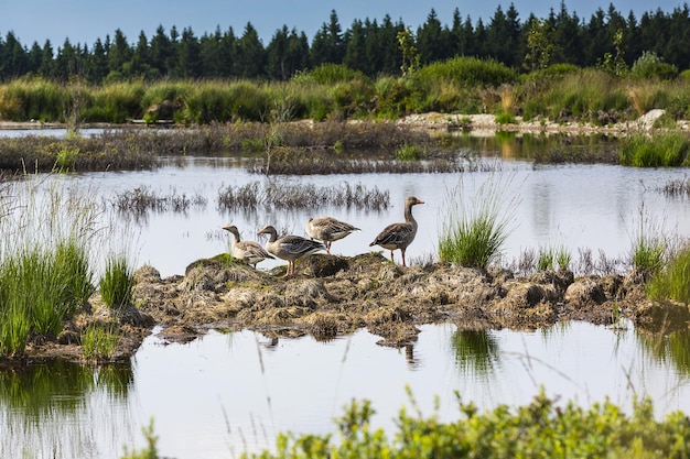 Bog lake with dugs in high Veen