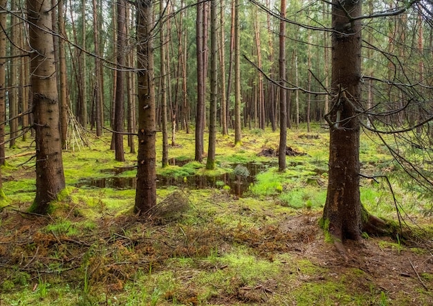 Bog and pine forest landscape