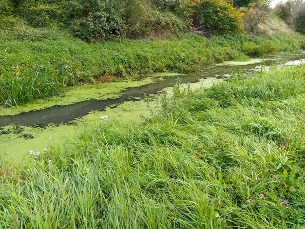 ぼんやりとした森の湖ウキクサの沼地美しい穏やかな場所貯水池に立っている水岸にある緑の密な草バルカン半島の秋の始まり