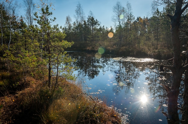 나무에서 늪 호수입니다. 나무, 물에 햇빛의 반사입니다. 화창한 가을 날. Cenas swampland (Cenas tirelis), 라트비아.