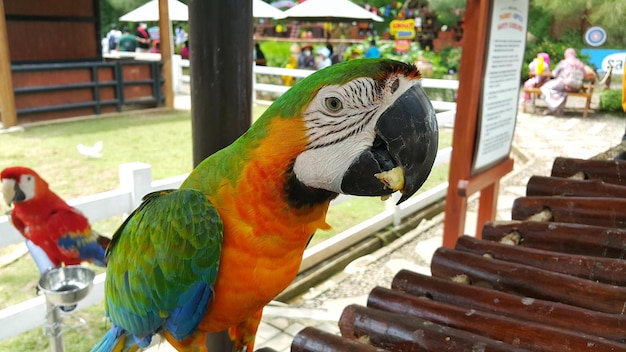 インドネシアのボゴル島でカタリーナ・マカウ (Catalina macaw) が観光スポットのケージに閉じ込められ後ろに群衆が集まっています